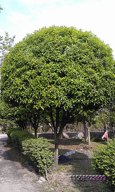 成都溫江桂花樹(shù)